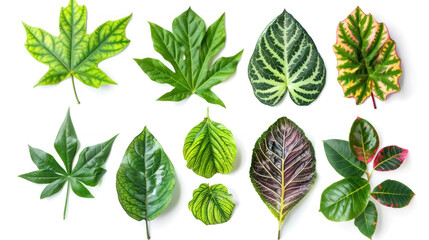 Assorted Tropical Leaves Isolated on White Background