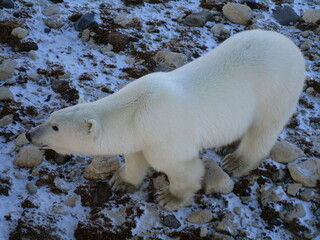 polar bear pauses on snowy tundra directly below