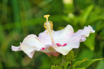 Palle pink hibiscus flower growing in a maui garden. © manuel