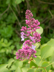 Obraz premium branch of lilac bush in spring