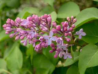 branch of lilac in spring closeup