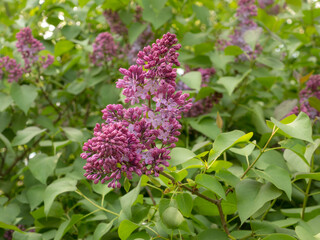 Fototapeta premium branch of lilac in spring