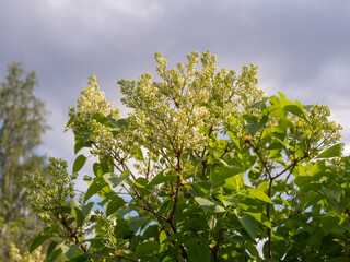 branches of white lilac against the sky