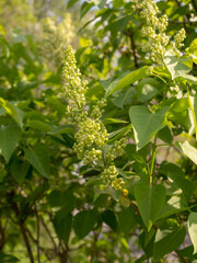 branches of white lilac in spring