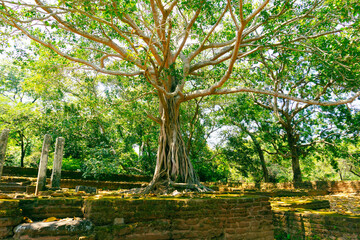 The Great Banyan or banian tree in Sri-Lanka