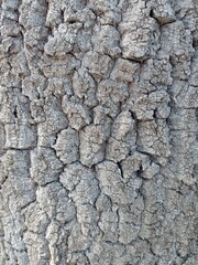 bark of a tree