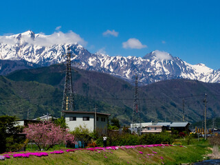 Obraz premium 川岸に咲く芝桜 農具川公園 長野県大町市