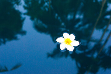 Tropical flowers on a blue water background. Top view, flat lay.