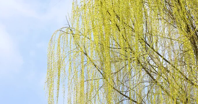 The branches of the willow are shaking in the spring wind.