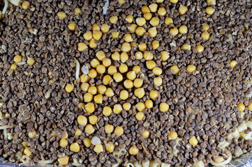 Egyptian cuisine of Koshary, a popular street food made of rice, macaroni, spaghetti and lentils mixed together topped with a spiced tomato sauce, garlic vinegar, fried onions and hummus chickpeas