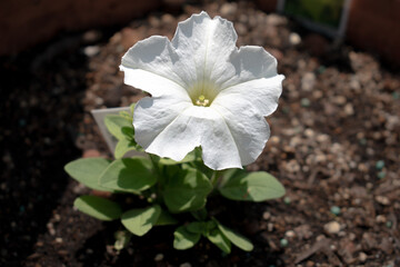 flower in the garden