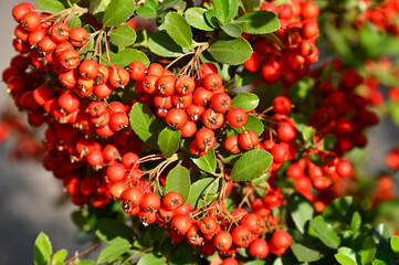 Rowan berries, Mountain ash (Sorbus) tree