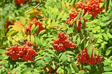 Rowan berries, Mountain ash (Sorbus)