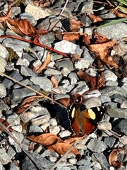 butterfly and leaves