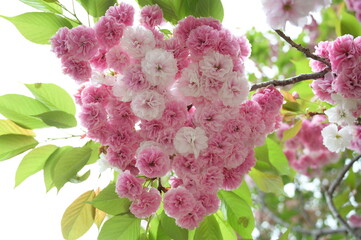 Blooming flowers in spring in Japan