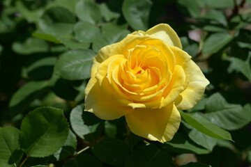 インカ　バラの花