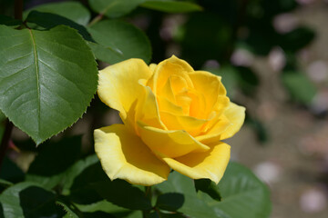 インカ　バラの花