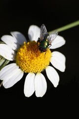 bee on flower