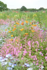 Blooming flowers in spring in Japan