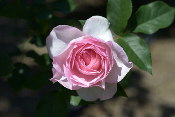 スブニール・ドゥ・ルイ・アマード　バラの花