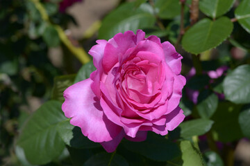 シャルトルーズ・ドゥ・パルム　バラの花
