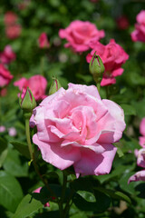 パヒュームデライト　バラの花