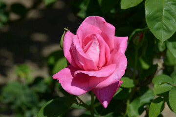 パヒュームデライト　バラの花