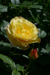 フランス・アンフォ　バラの花