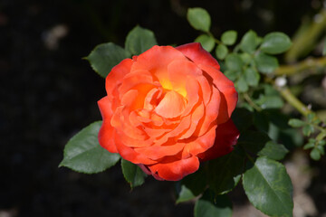 フリュイテ　バラの花