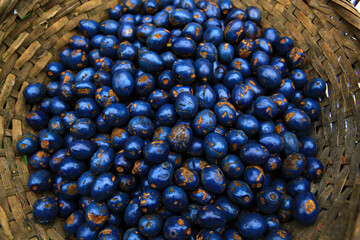 Lithocarpus ceriferus or Makor Bako Kaeng fruit growing in evergreen forests, it is a rubber free deciduous tree with thick bark and clusters of fruits near the ends of branches