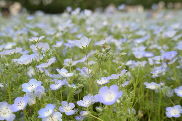 Blooming flowers in spring in Japan