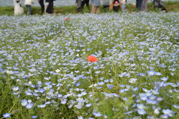 Blooming flowers in spring in Japan