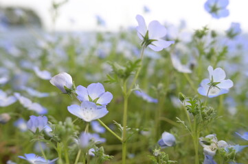 Blooming flowers in spring in Japan