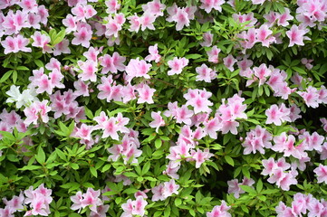 Blooming flowers in spring in Japan