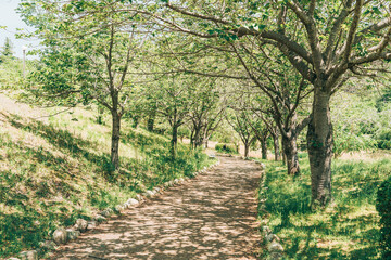 茨城県石岡市常陸風土記の丘（5月）新緑の木漏れ日