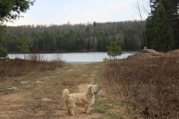 dog in the forest
