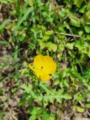 butterfly on leaf