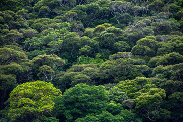 奄美, 照葉樹林の森