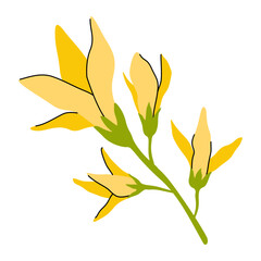 forsythia flower flat illustration
