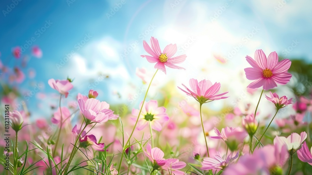 Canvas Prints cosmos flowers in a pink field under a blue sky fresh morning cosmos flower