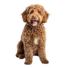 Joyful Brown Labradoodle with Curly Coat Sitting, Isolate, PNG.
