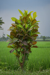 The croton plant (Codiaeum variegatum) or the tropical ornamental plant Petra croton
