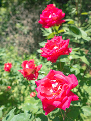 Fototapeta premium バラ園の真っ赤なバラが満開