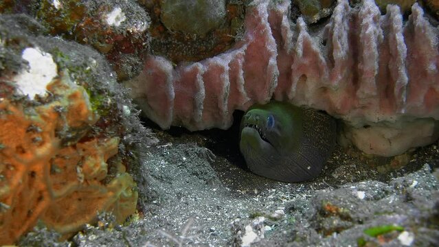 A giant barrel sponge grows on the bottom of the sea and a moray eel sits in a hole underneath it. Undulated Moray (Gymnothorax undulatus) 150 cm. ID: top of head greenish yellow.
