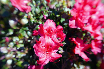 Obraz premium pink flowers in the garden