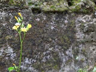 Wild flower with bricks background
