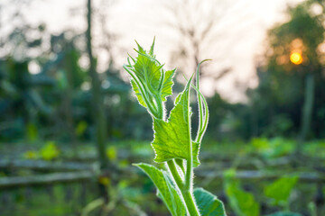 Bottle gourd leaves on a beautiful sunset background