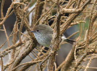 Brown thornbill bird perched on a tree branch