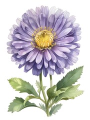 Aster Flower Watercolor Plant Nature Art