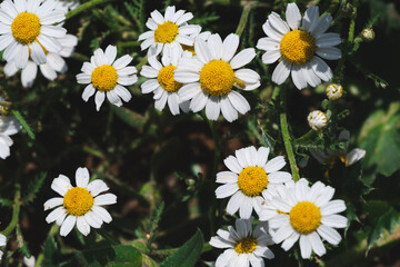 Radiant white daisies with sunny yellow centers.